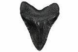 Fossil Megalodon Tooth - South Carolina #340287-1